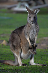 A kangaroo and its baby in its pouch