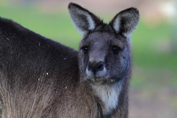 Close up portrait of a kangaroo head