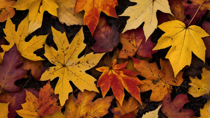 Fototapeta premium Autumn leaves in warm colors of red, orange, and yellow with natural textures.