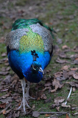 Portrait of a male peacock walking towards the camera