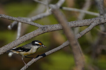 Pardalote on a branch