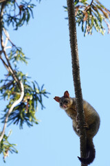 Portrait of a possum in a tree looking at the camera