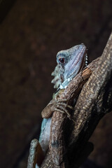 Lizard portrait in the dark