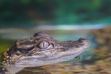 Baby crocodile in the water