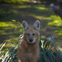 Portrait of a maned wolf