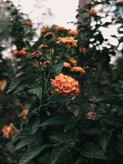 Lantana flower