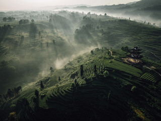 Aerial view of beautiful tea terrace landscape in China