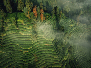 Aerial view of beautiful tea terrace landscape in China