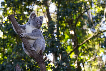 Close up portrait of a koala bear in the zoo