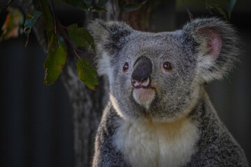 Close up portrait of a koala bear in the zoo