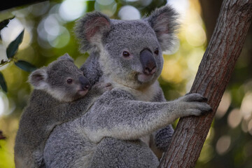 Koala bear and baby in the zoo