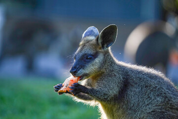 A wallaby eating a piece of sweet potato at the zoo