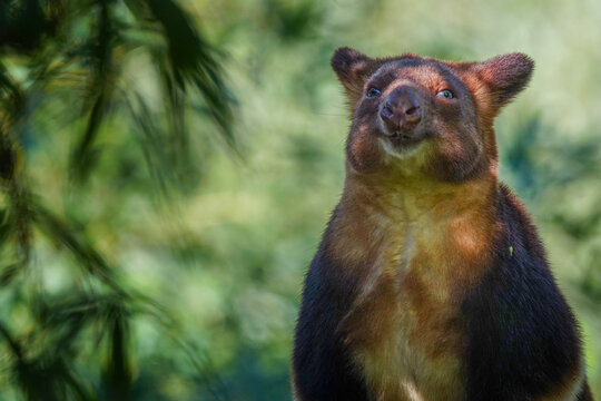 An Australian tree kangaroo portrait
