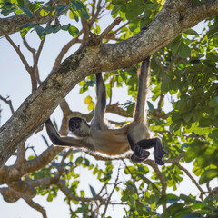 Spider monkey swinging in thet ree
