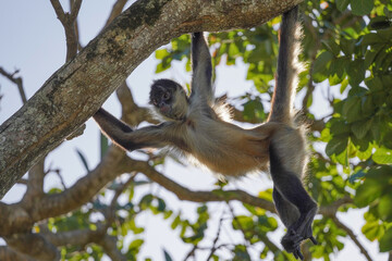 Spider monkey swinging in thet ree