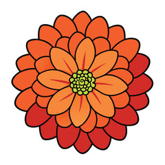 Vector of illustration zinnia on white