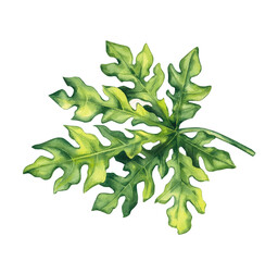 Watercolor papaya tropical fruit hand drawn isolated. Papaya illustration for packaging, textile, bernddesign etc.  Pawpaw tropical fruit tropical fruit group