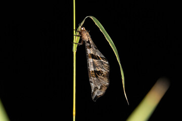antlion on a leaf (Myrmeleontidae)