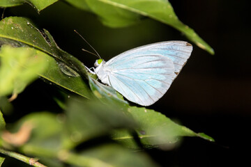 Mottled emigrant butterfly (Catopsilia pyranthe)