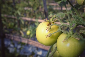 Fresh green tomatoes on blur background.