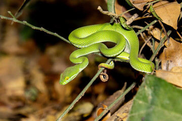 Large-eyed pit viper (Trimeresurus macrops)