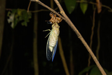 green cicada shedding shell, molting