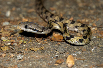 Siamese cat snake (Boiga siamensis)