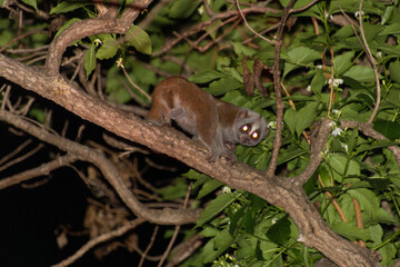 Bengal slow loris (Nycticebus bengalensis)