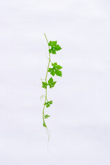 Water drops on leaves. Rainy season. Green leaves background. Dew water. Wet leaves on isolated white background