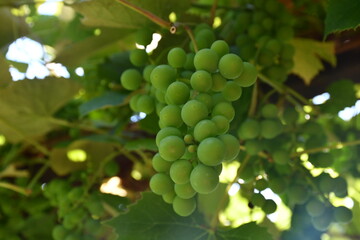 grapes on vine