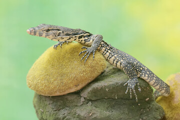 A young salvator monitor lizard hunts for small insects on a moss-covered rock. This reptile has the scientific name Varanus salvator.