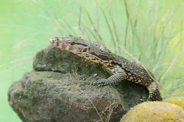 A young salvator monitor lizard hunts for small insects on a moss-covered rock. This reptile has the scientific name Varanus salvator.