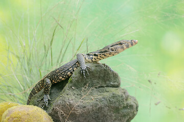 A young salvator monitor lizard hunts for small insects on a moss-covered rock. This reptile has the scientific name Varanus salvator.