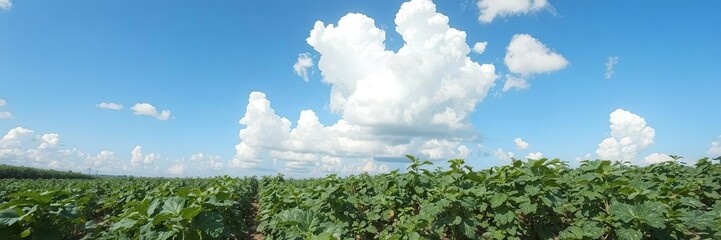 A scenic potato plantation under a clear blue sky with fluffy clouds above, rural, plantation