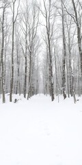 A serene winter forest blanketed in snow, with bare trees and a thick layer of white covering the ground, wilderness, outdoor, frosty