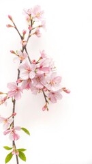 Pink cherry blossom flowers on a clean white background, elegance, cherry blossom, flower