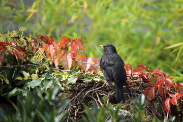 A blackbird sits among yellow, green and red leaves