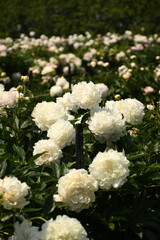 flowers in the garden