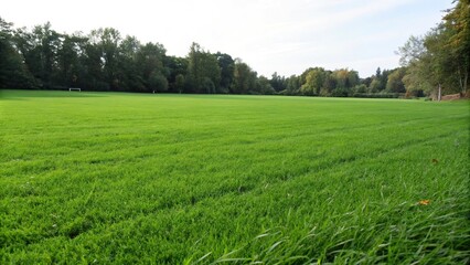 Fototapeta premium Lush green grass with a slight sheen on the surface, perfectly manicured turf, flawless growth