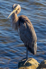 Great blue heron, seen in the wild in a North California marsh