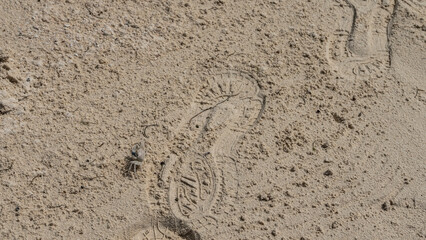 A man's shoe print is visible on the sandy beach. A tiny sand bubbler crab  lurked nearby. The carapace, paws, and eyes are visible. Disguise. Top view. Mauritius.