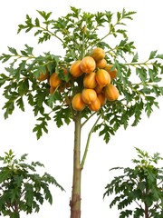 A vibrant and healthy papaya tree standing tall against a white background, growth, botanical, fruit