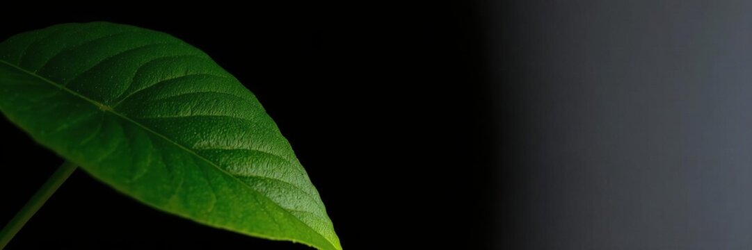Close-up of a vibrant green leaf contrasted against a sleek black amoled wallpaper background, detail, nature, contrast