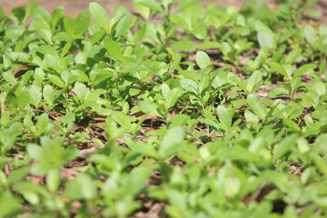 Green leaves nature background in the garden outdoor