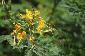 Green leaves nature background in the garden outdoor
