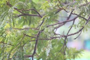 Green leaves nature background in the garden outdoor