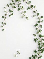 Fototapeta premium Ivy branch elegantly draped on a light background, creating a decorative and organic touch, green, vibrant, texture