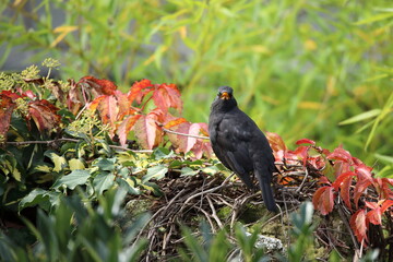 
Waiting blackbird sits among yellow, green and red leaves
