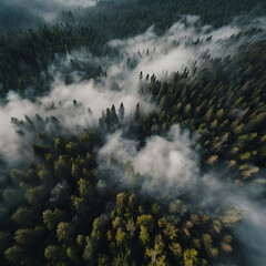 fog over the forest