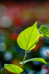 Close-up shot of leaves with blurred background